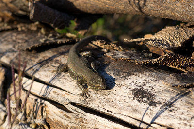 Close-up view of a small lizard on a tree stump in the spring sunlight