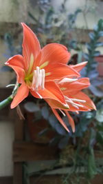 Close-up of orange flower