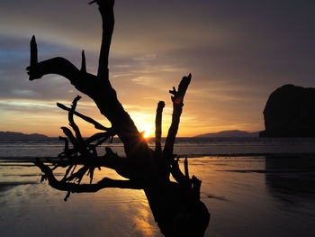 Silhouette tree on beach against sky during sunset