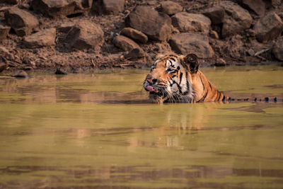 Tiger swimming in the wild