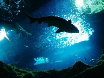 Fish swimming in aquarium