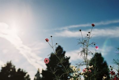 Low angle view of poppy against sky