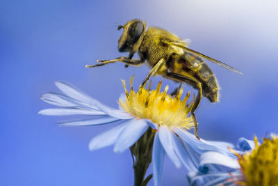 Close-up of honey bee pollinating on white daisy against blue sky