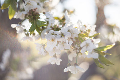 Close-up of white cherry blossoms in spring