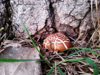 Close-up of crab on tree