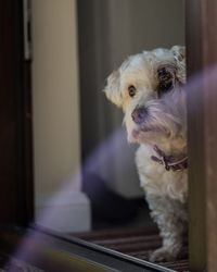 Portrait of a dog at home