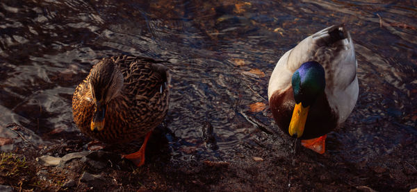 High angle view of mallard duck