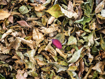 Close-up of dry autumn leaves
