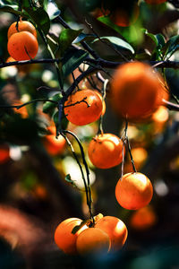 Close-up of oranges on tree