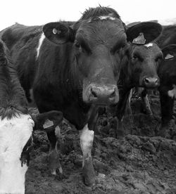 Cows on farm