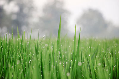 Close-up of wet grass on field