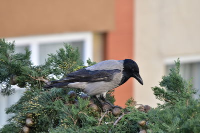 Close-up of bird perching on a tree