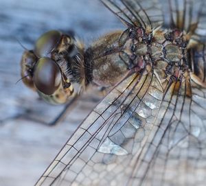 Close-up of fly