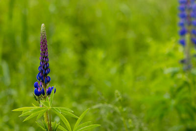 Close-up of purple flowering plant on field