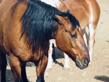 Horses in ranch