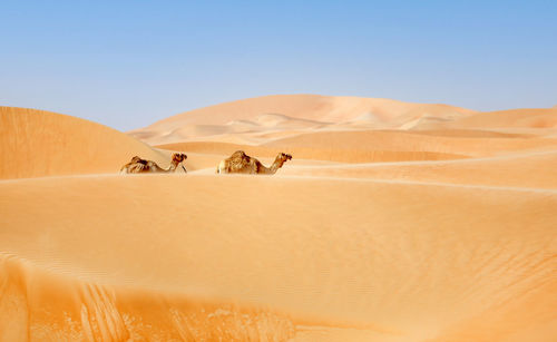 Two middle eastern camels walking in the desert in liwa desert, western region, uae