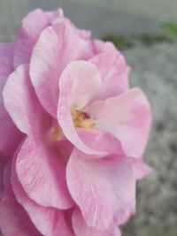 Close-up of pink rose flower