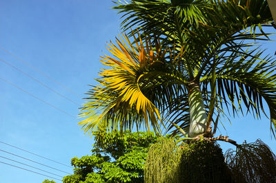 Low angle view of palm tree against clear blue sky