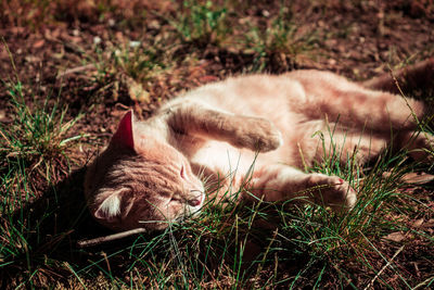 Cat sleeping on field