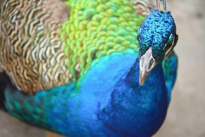 Close-up of butterfly