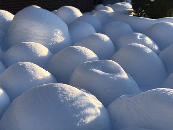 Close-up of snow on plant