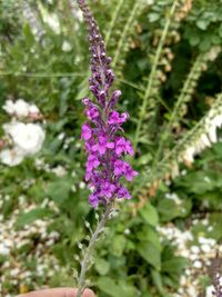 Close-up of purple flowering plant in field