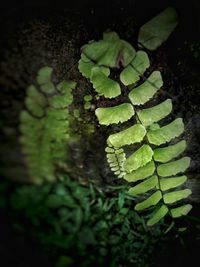 Close-up of green leaves