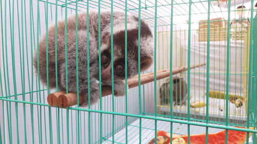 Portrait of cat in cage