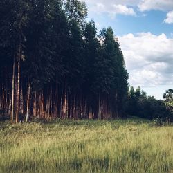 Scenic view of field against cloudy sky