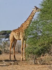 Giraffe standing amidst trees against sky