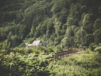 High angle view of trees and plants in forest