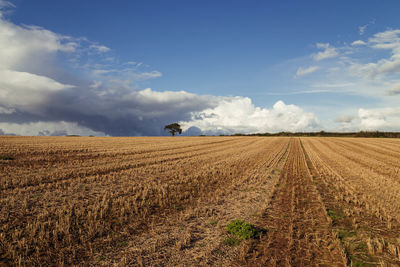 Scenic view of agricultural field against sky