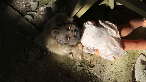 High angle view of spooky doll