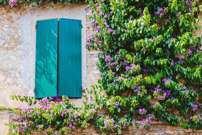 Purple flowering plants on window of building