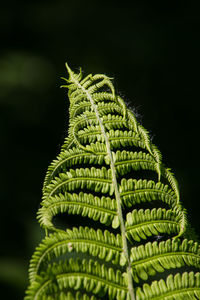 Close-up of fern leaves against black background