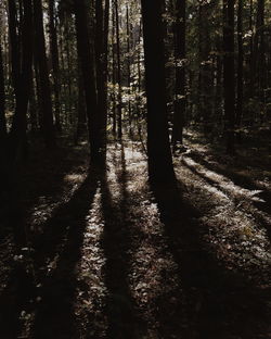 Trees in forest