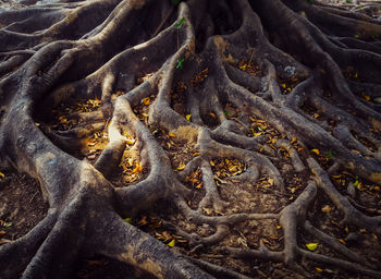 Full frame shot of tree trunk