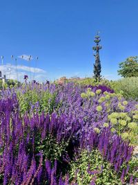 Purple flowering plants on field against sky