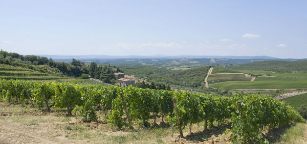 Scenic view of vineyard against sky