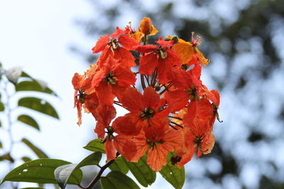 Close-up of red flowering plant