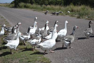 Flock of birds on road