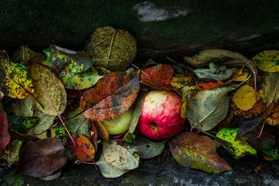 High angle view of apples and leaves on plant