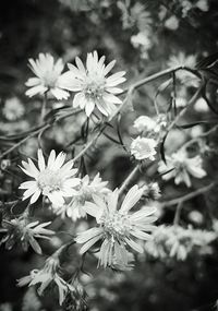 Close-up of flowers blooming