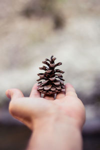 Close-up of hand holding pine cone