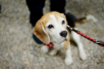 Portrait of a dog