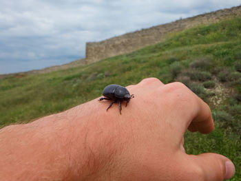 Person with insect on hand