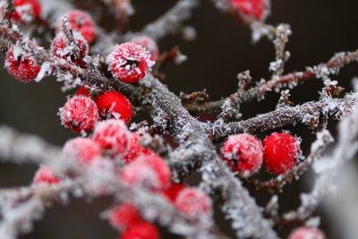 Close-up of red berries on snow