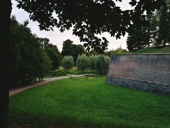 Trees on grassy field in park