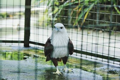 Portrait of a bird in zoo