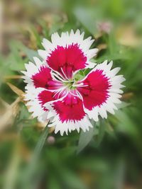Close-up of red flower blooming outdoors